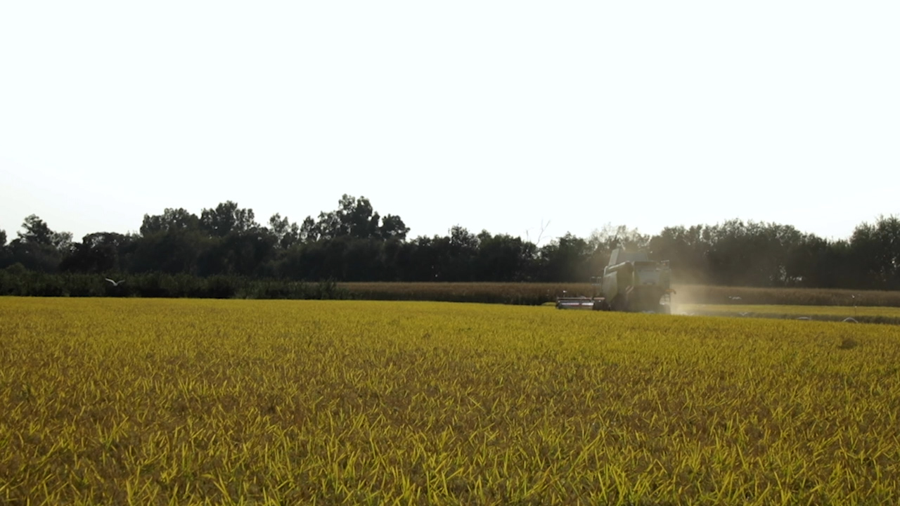 Campos con arroz