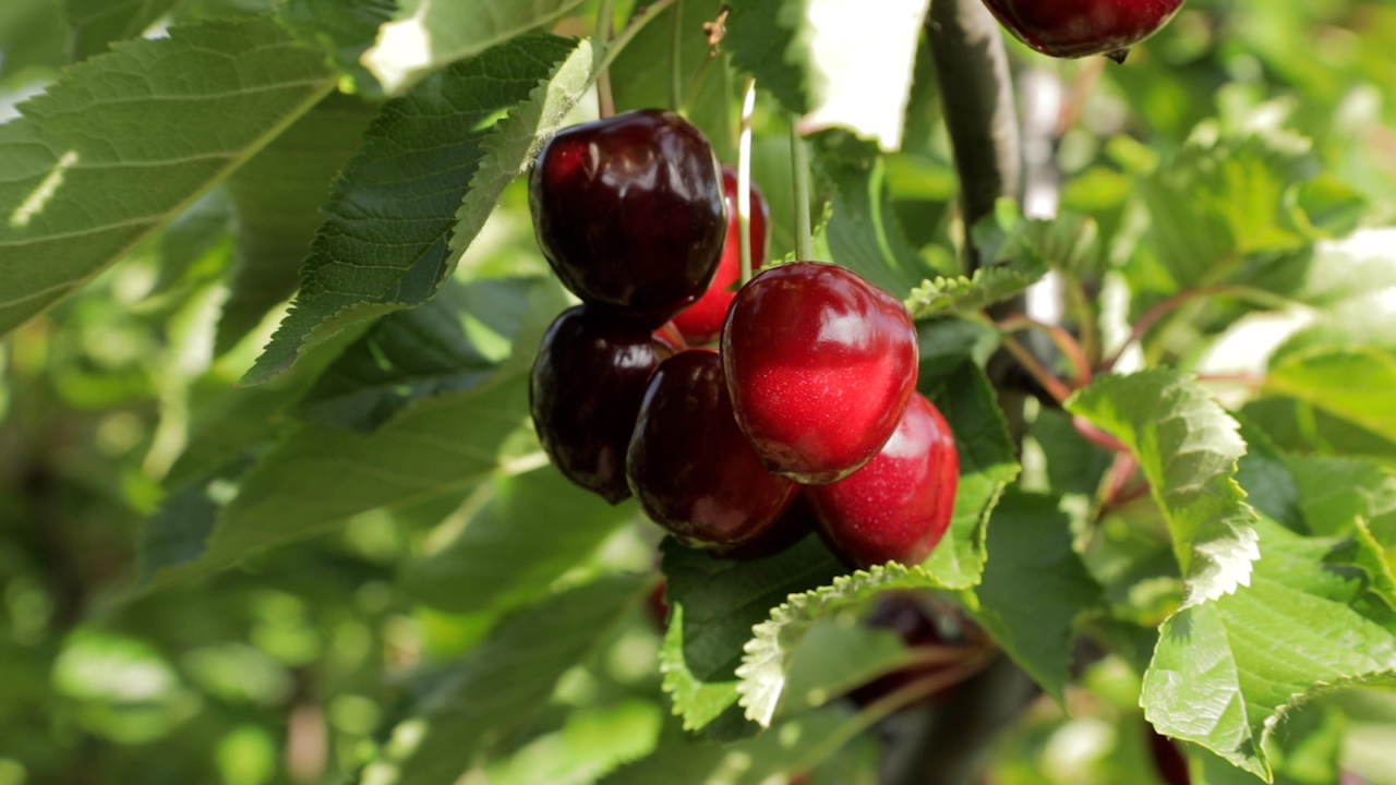 Cerezo con frutos