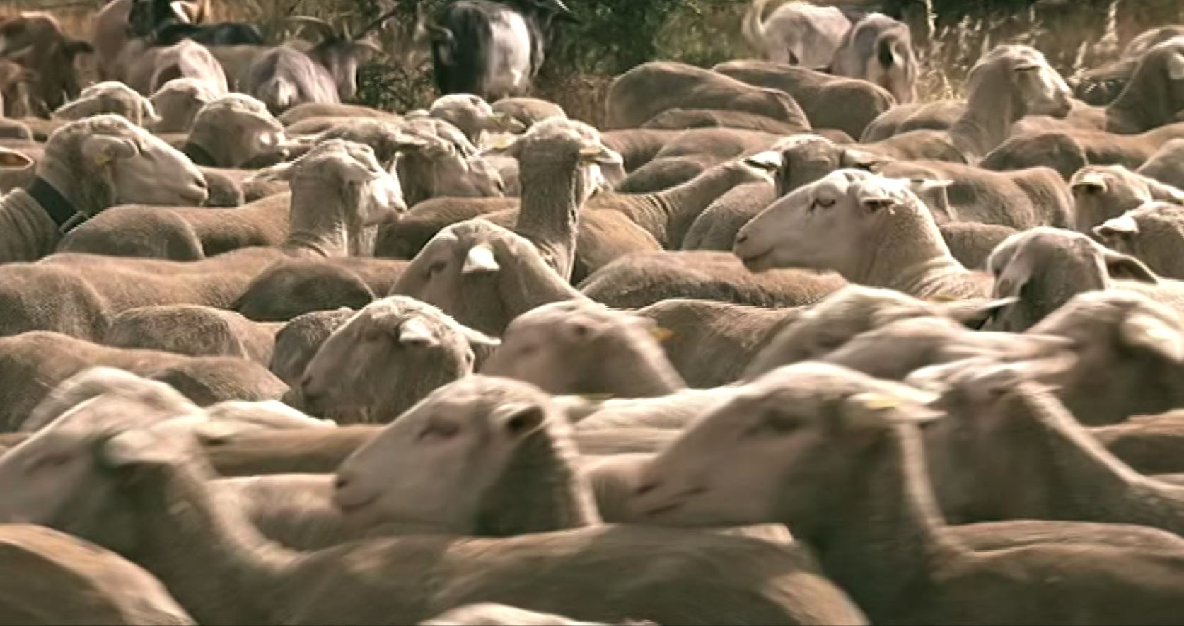 Su primera trashumancia Canal Extremadura