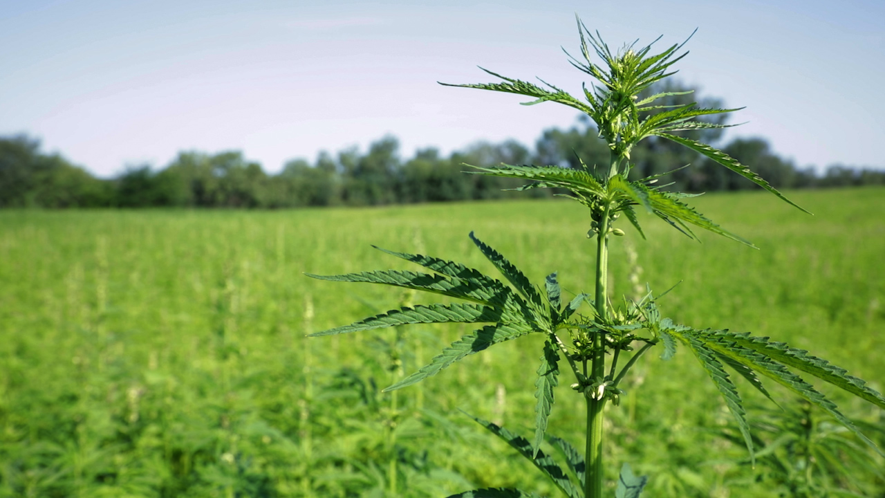 Plantas de cáñamo industrial en un campo de ensayo
