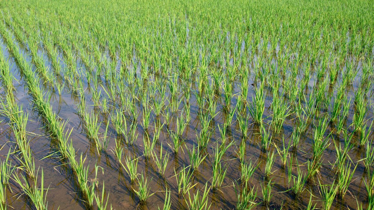 cultivo de arroz
