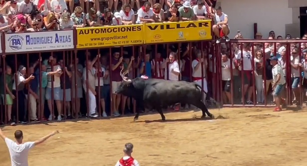 Toro Capuchón en los Sanjuanes de Coria
