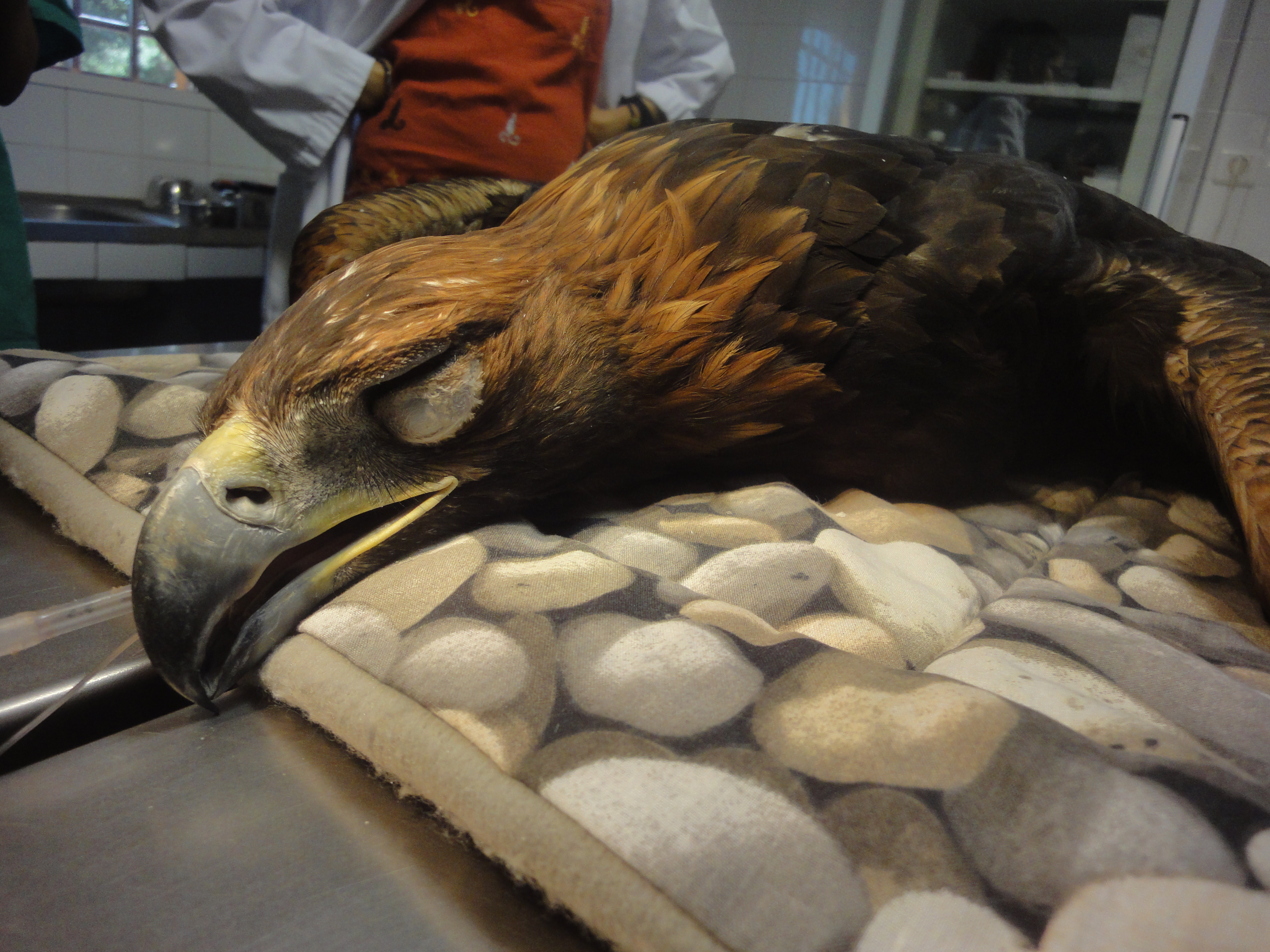 Águila en Hospital de Fauna Salvaje de AMUS
