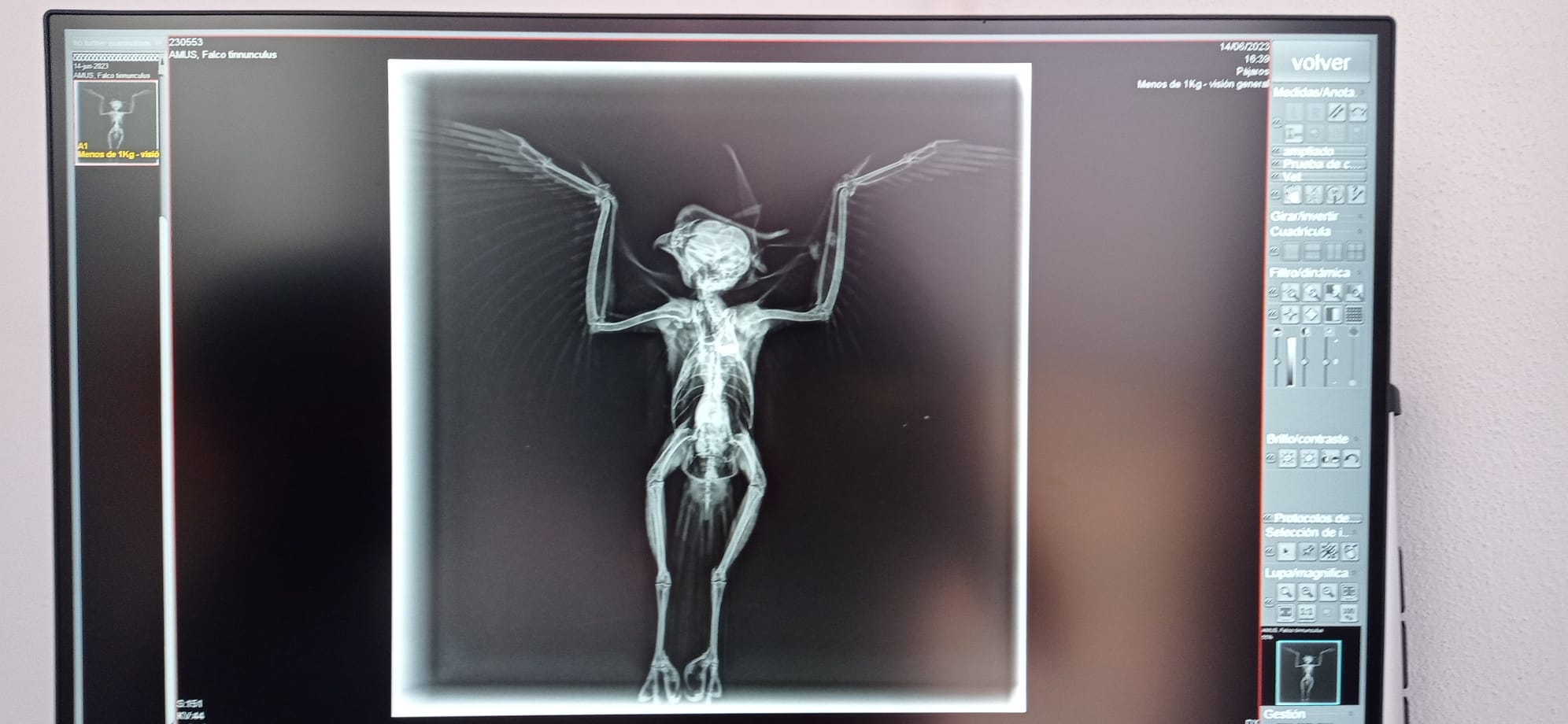 Radiografía de un ave