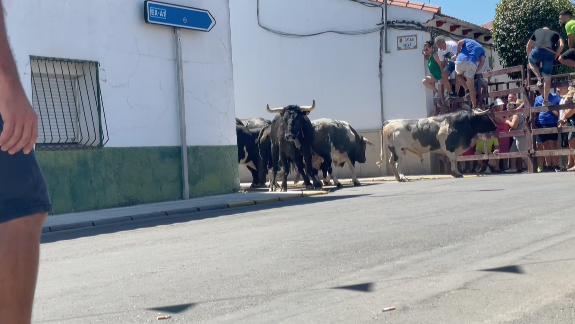 Encierros San Buenaventura Moraleja Victorino Martín Monteviejo Patasblancas Patas Blancas Tierra de Toros Canal Extremadura