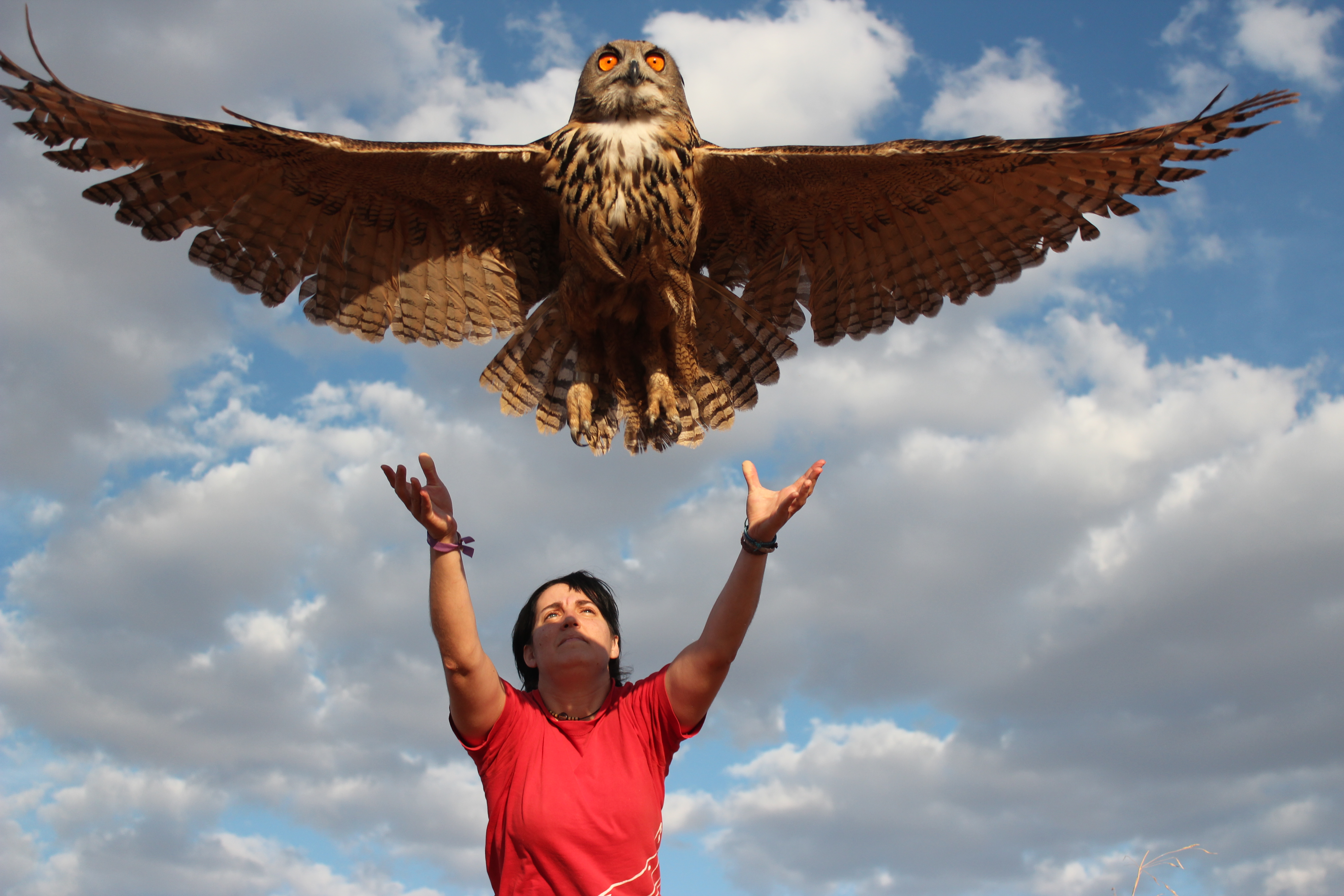 AMUS libera a un ave