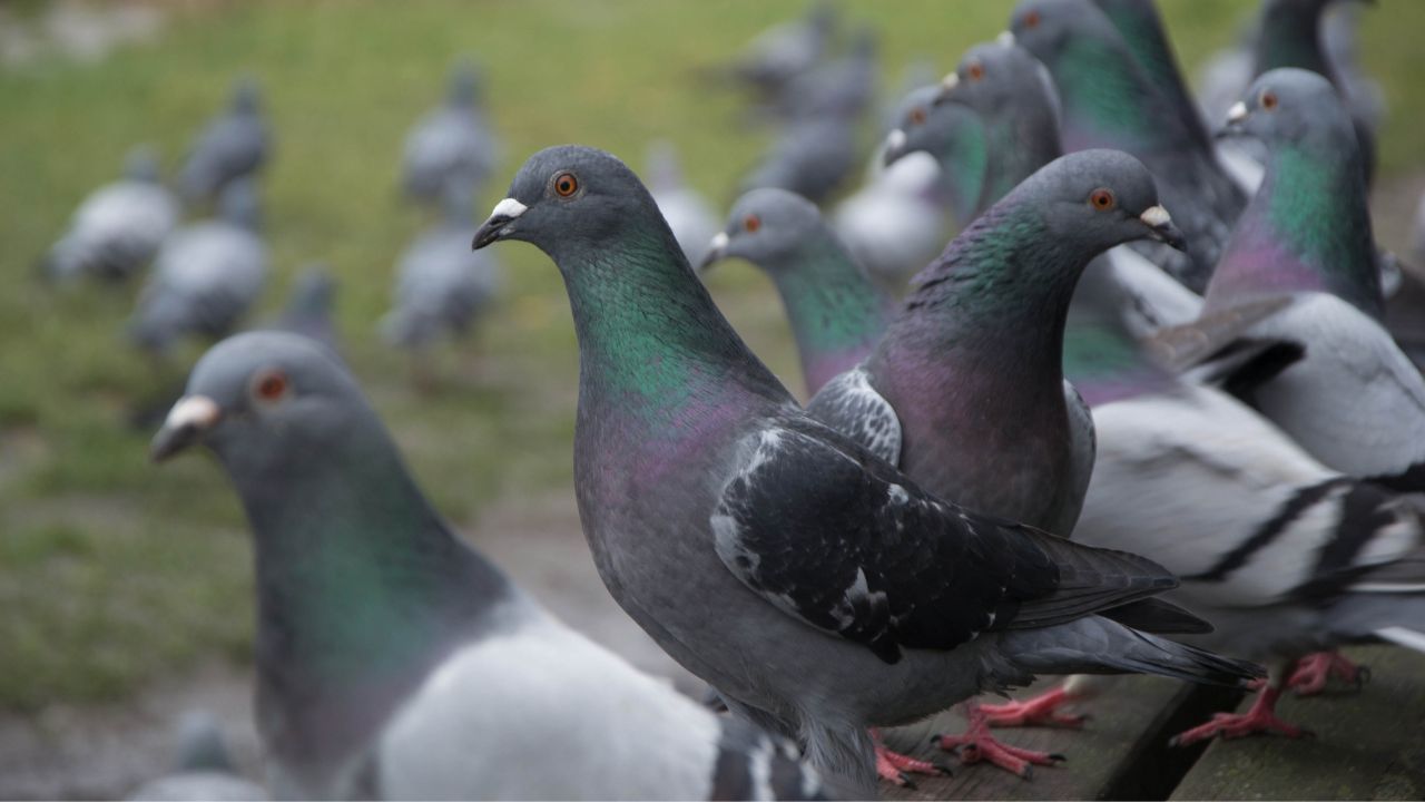 CONTROL DE PALOMAS