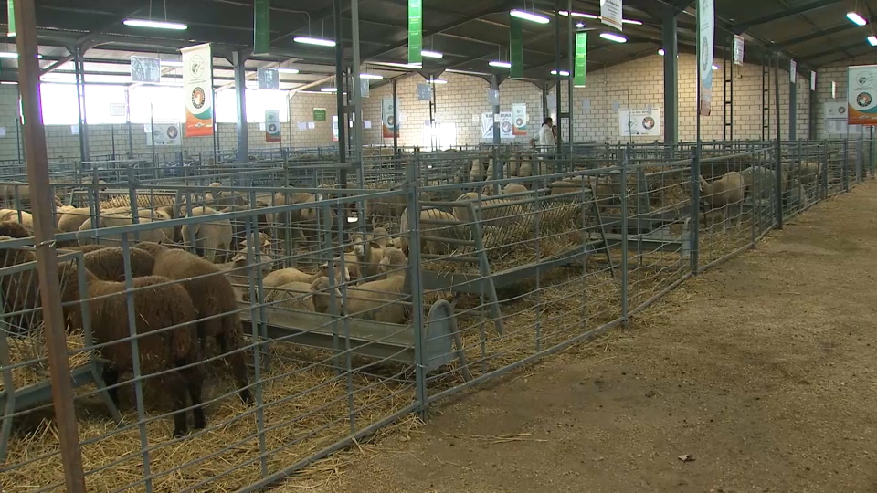 Salón Ovino de Castuera