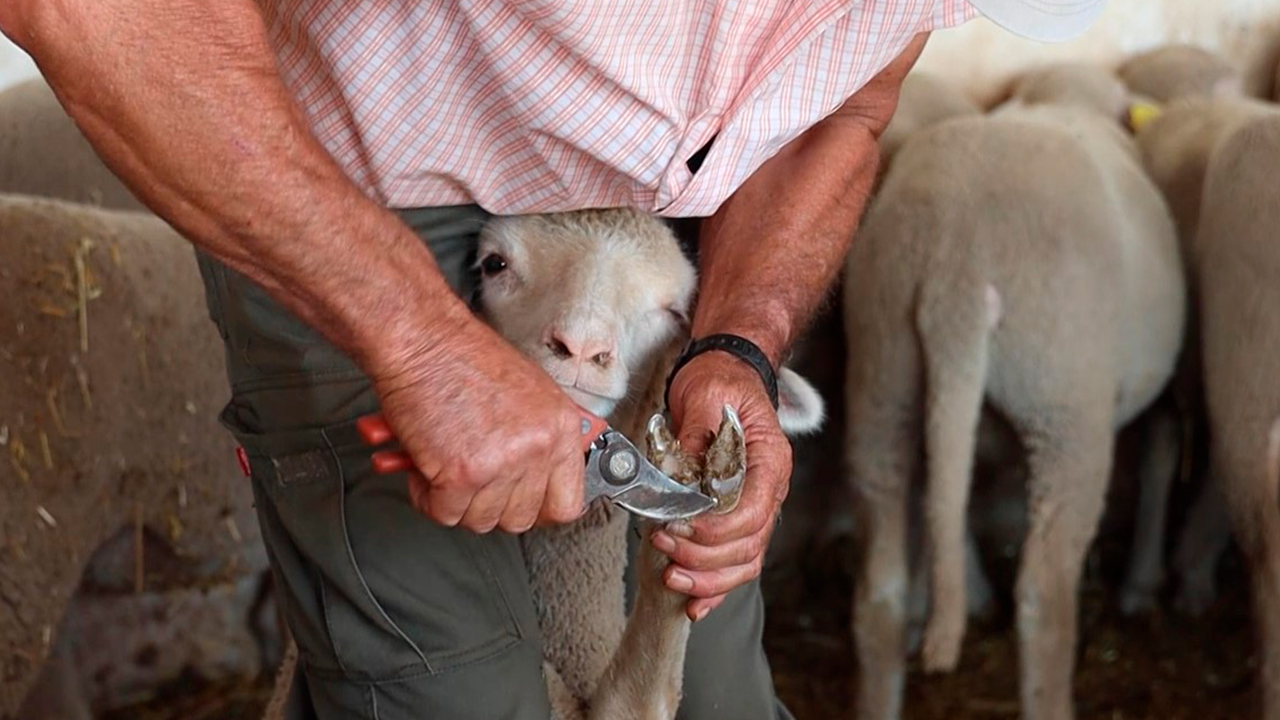 La importancia de saber cortarle las pezuñas a las ovejas: ''La puedes ...