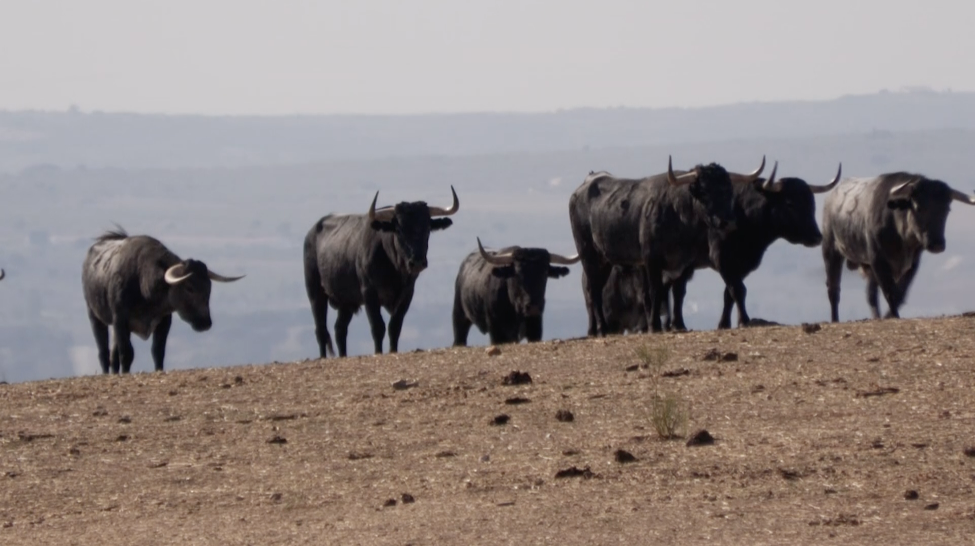 Victorino Martín, Las Tiesas, Pilar Martín, Camada de Toros, Novillos, Tierra de Toros, Canal Extremadura