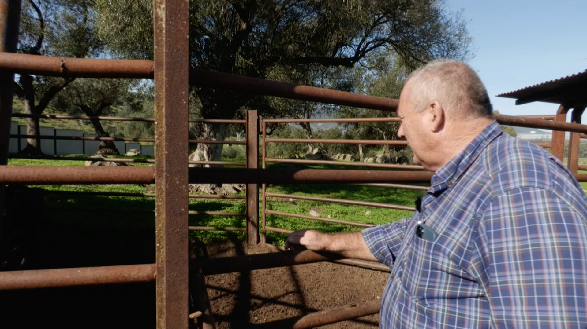 Antonio Albarran, Yalvet Veterinarios, Toro Bravo, Herradero, Queratitis, Becerro, Juan Bazaga, Tierra de Toros, Canal Extremadura