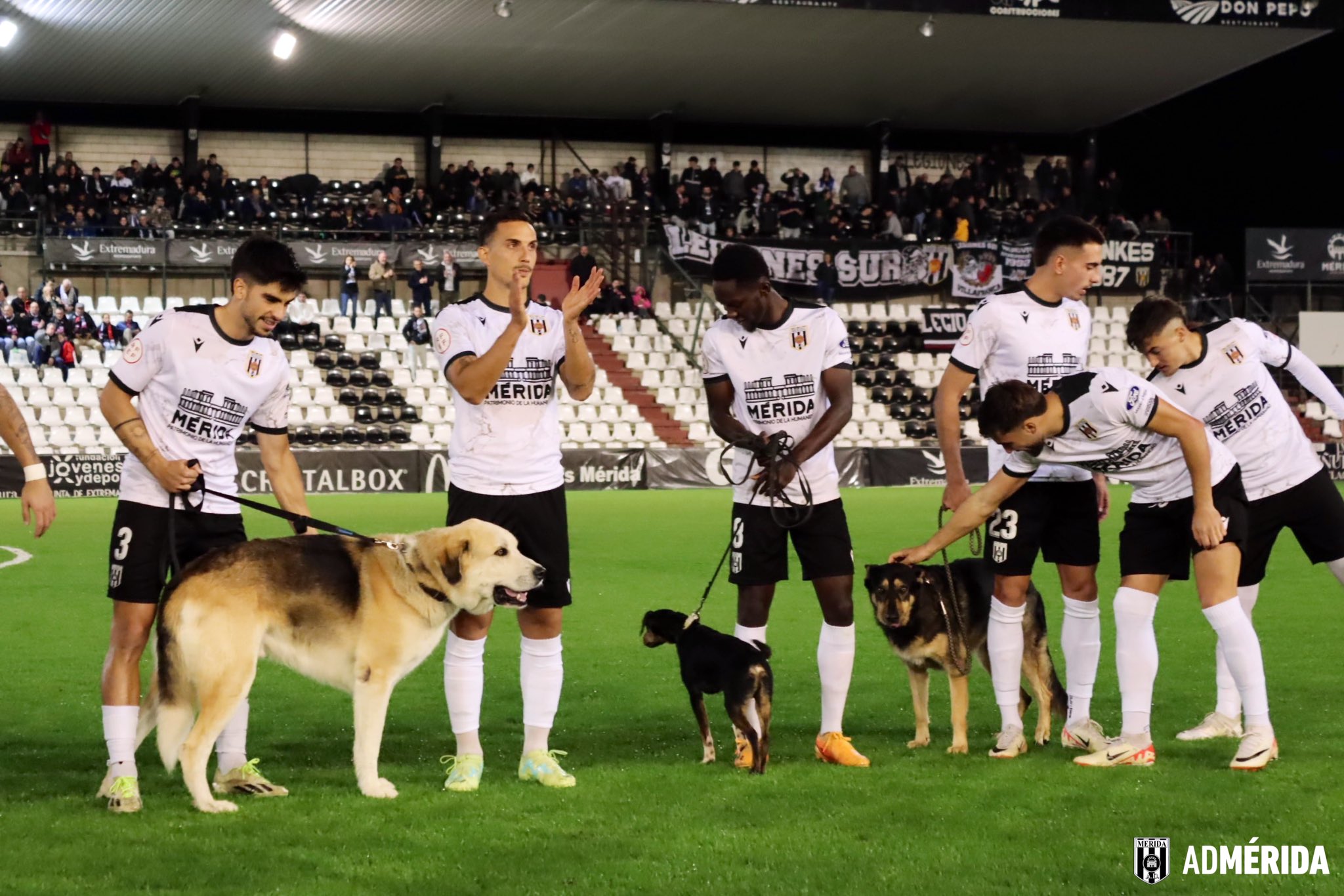 El Mérida salió al campo esta jornada con perros que buscan una familia.