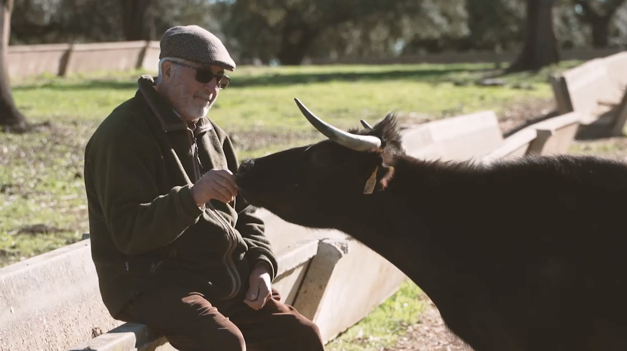 Antonio Roman ganadería, vaca brava, Campo Bravo, dehesa brava, Juan Bazaga, Tierra de Toros, Canal Extremadura