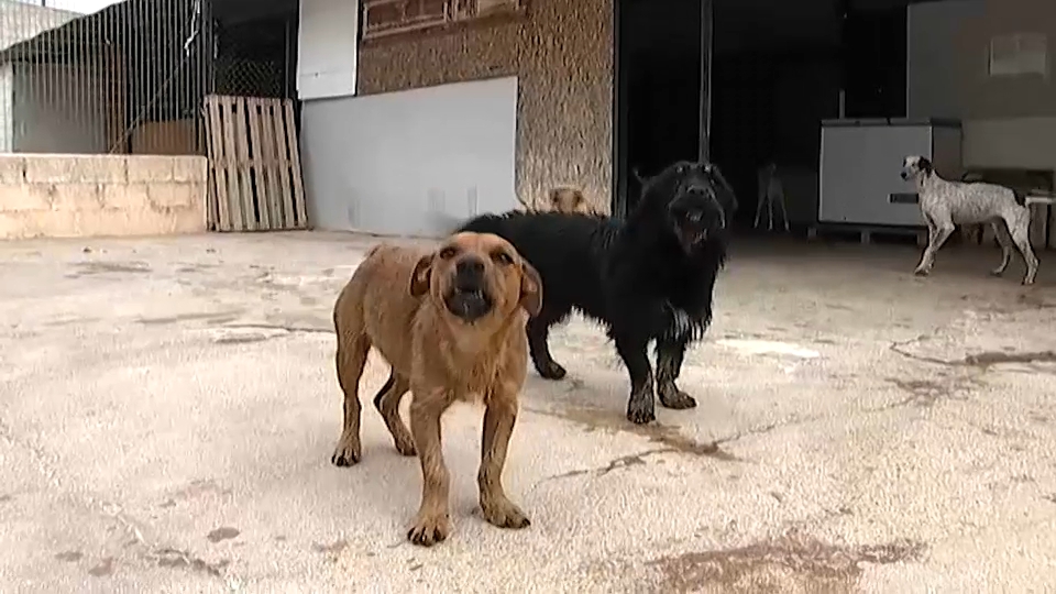 Perros