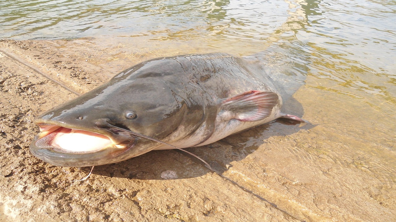 El gigante de los ríos que amenaza el equilibrio de las aguas extremeñas