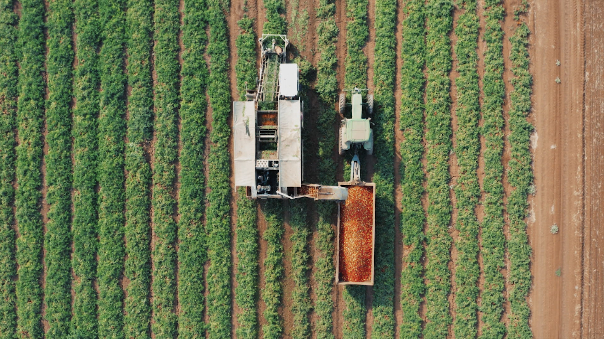 Máquina agrícola realizando labores en el campo