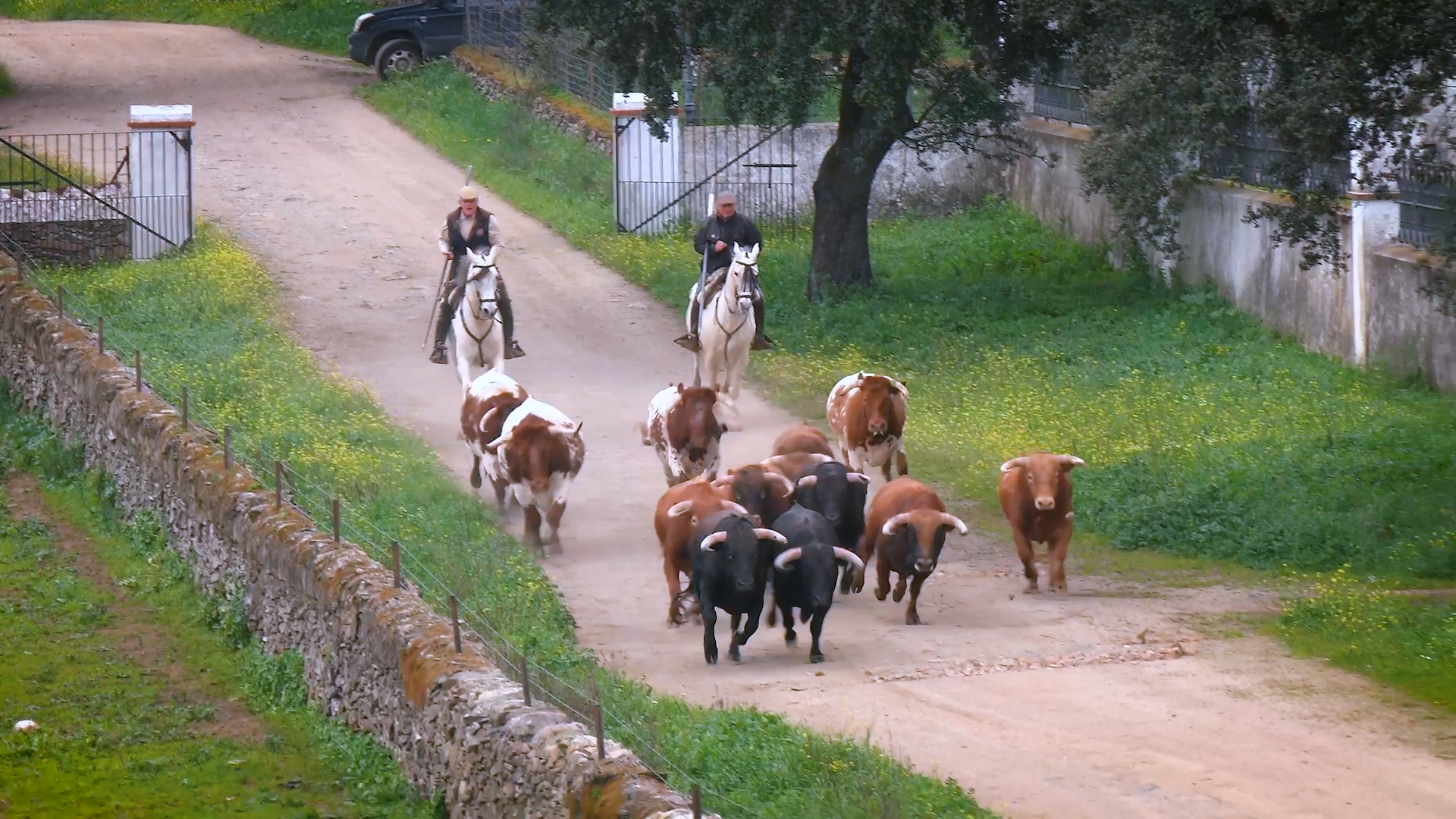 La Cercada, Miguel Moreno, Novillos, Ganadería, Olivenza, Novillada, Juan Bazaga, Tierra de Toros, Canal Extremadura