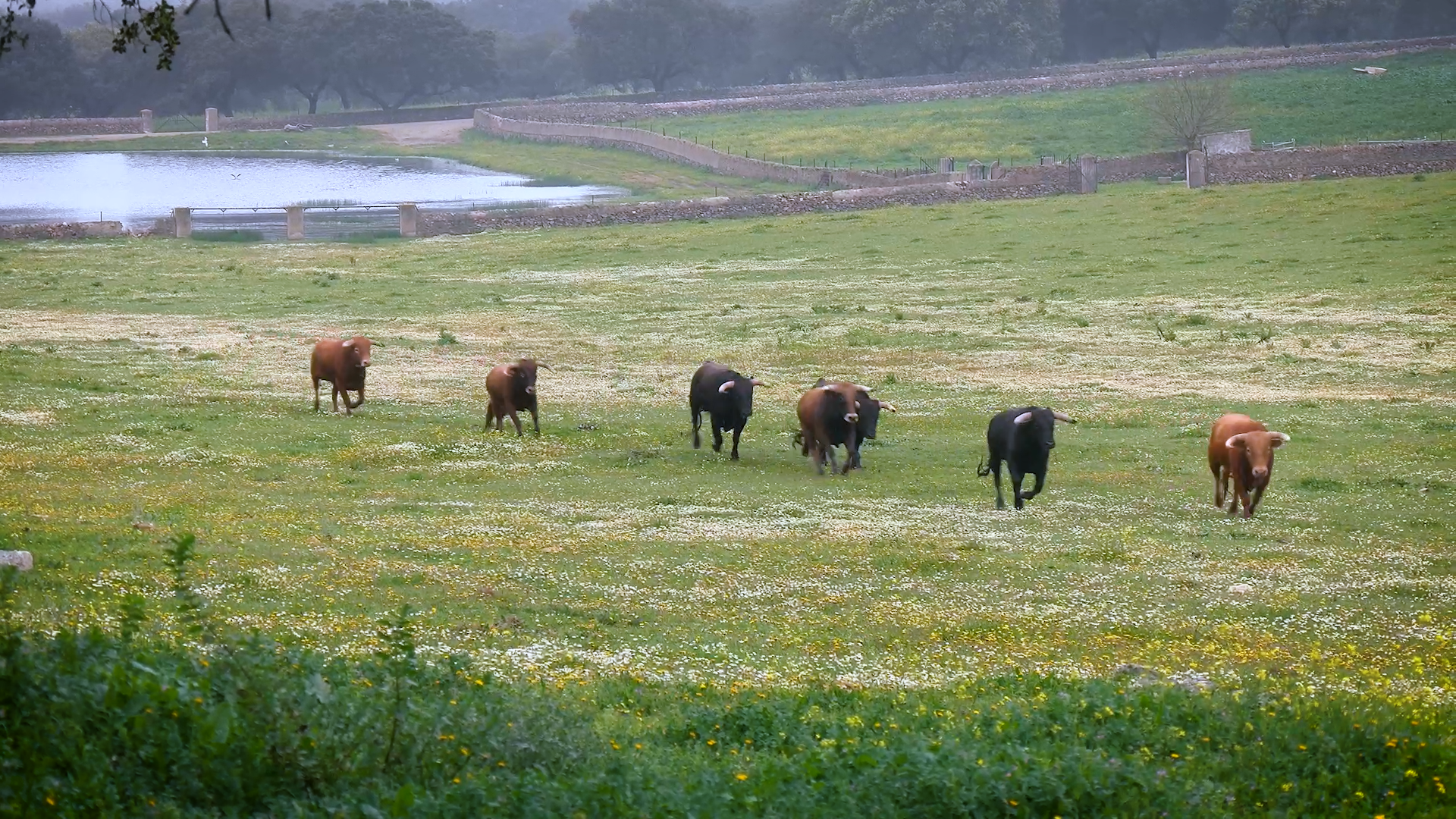 La Cercada, Ganaderia Lidia, Alconchel, Olivenza, Miguel Moreno, Novillos, Novillada, Juan Bazaga, Canal Extremadura, Tierra de Toros