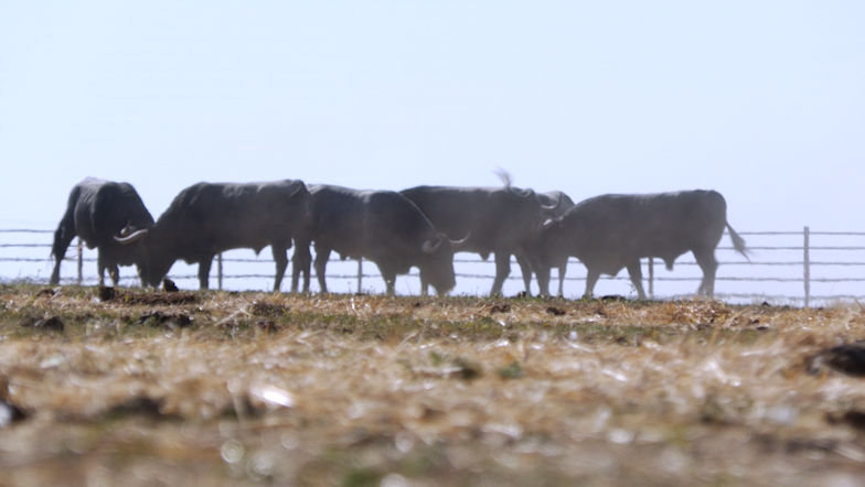 Toros Turismo Coria Taurotour Taurotourcoria Victorino Martin San Juan Juan bazaga Tierra de Toros Canal Extremadura