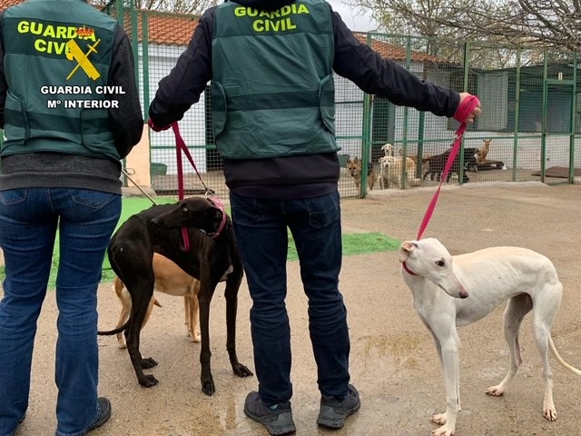 Tres detenidos por la sustracción de perros de caza en la provincia de Cáceres