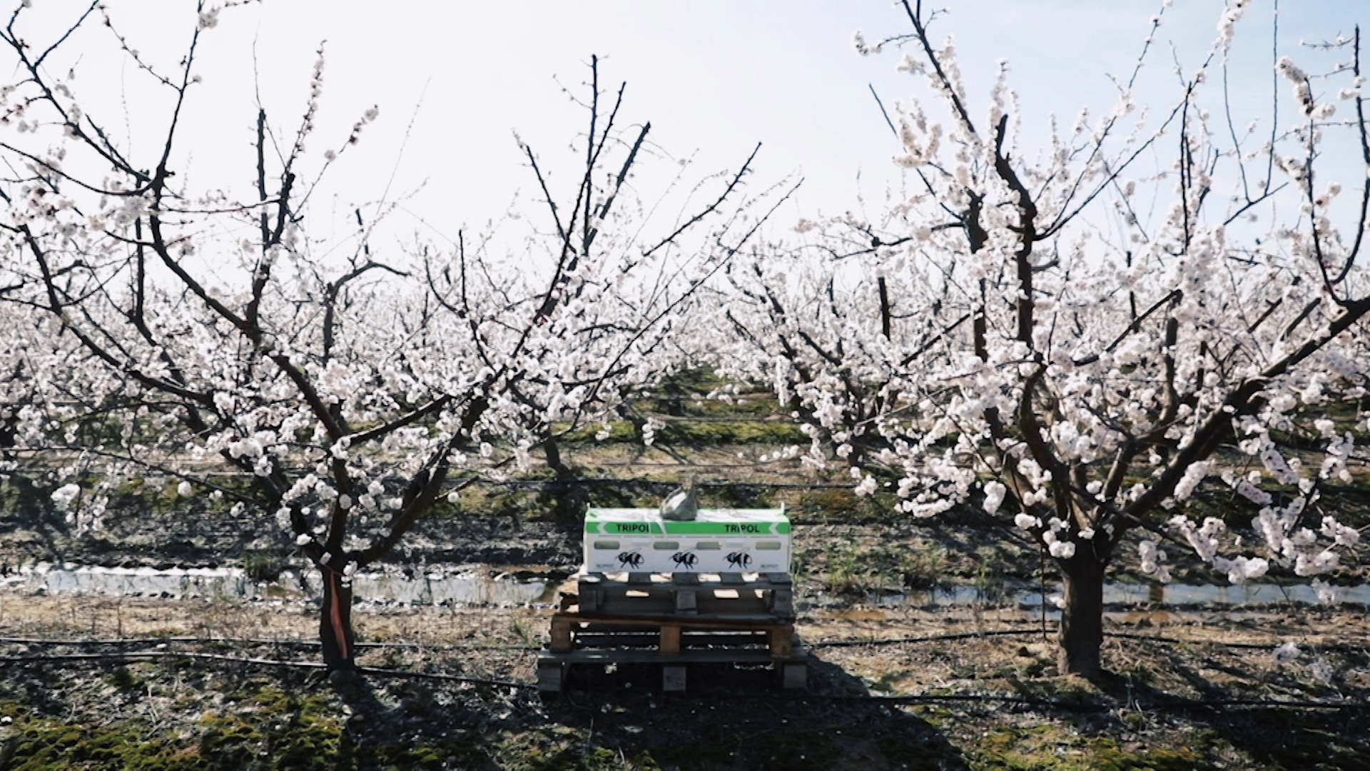 Colmenas de abejorros en una finca de frutales