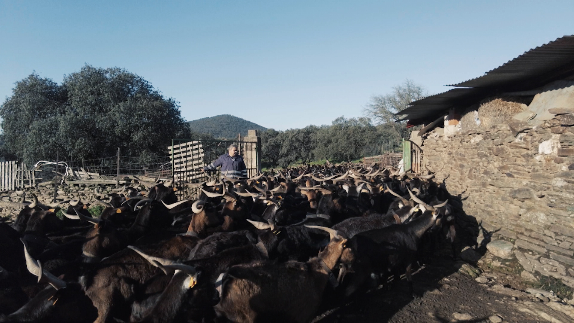 Cabras veratas en una explotación