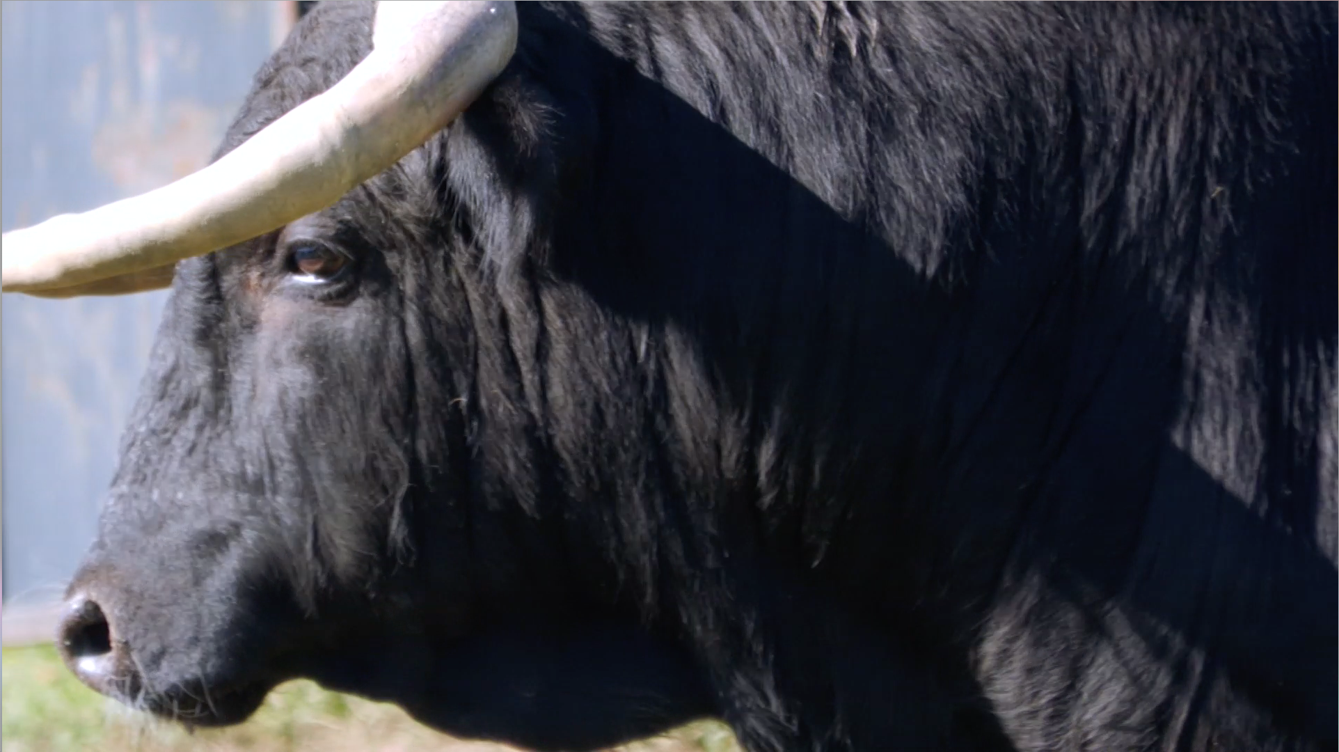 Toros, Juan Pedro Domecq, Lo Alvaro, Ganadería Brava, Almendralejo, Tierra de Toros, Juan bazaga, Canal Extremadura
