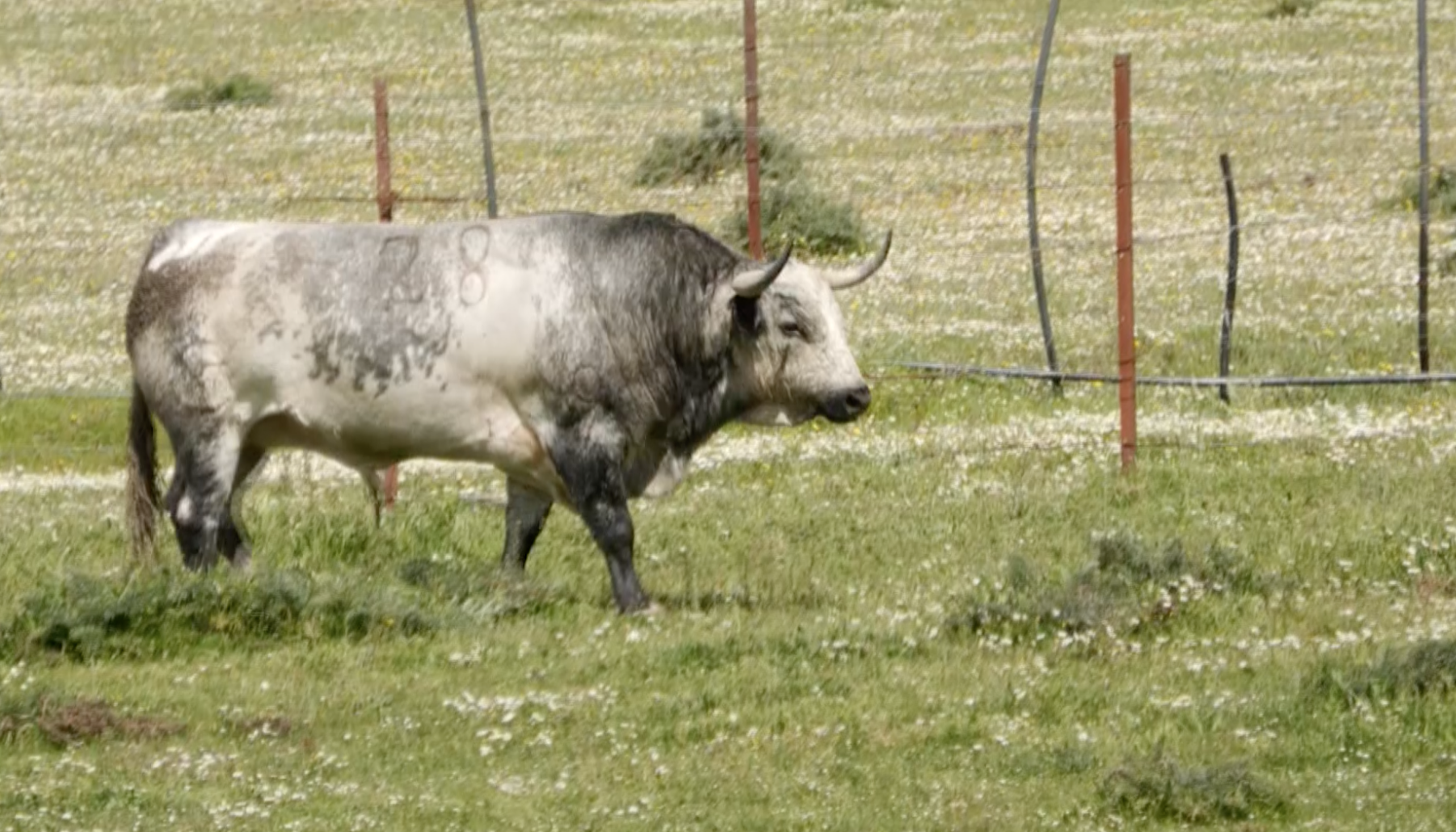 Toro Blanco, Toro Asesino, Tornado, Ganadería San Martín, Calzadilla, Juan Bazaga, Tierra de Toros, Canal Extremadura