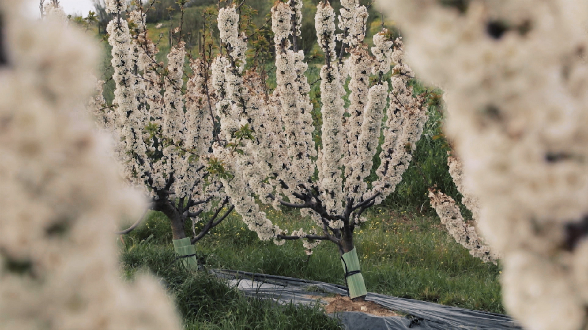 Frutales de una finca biodinámica