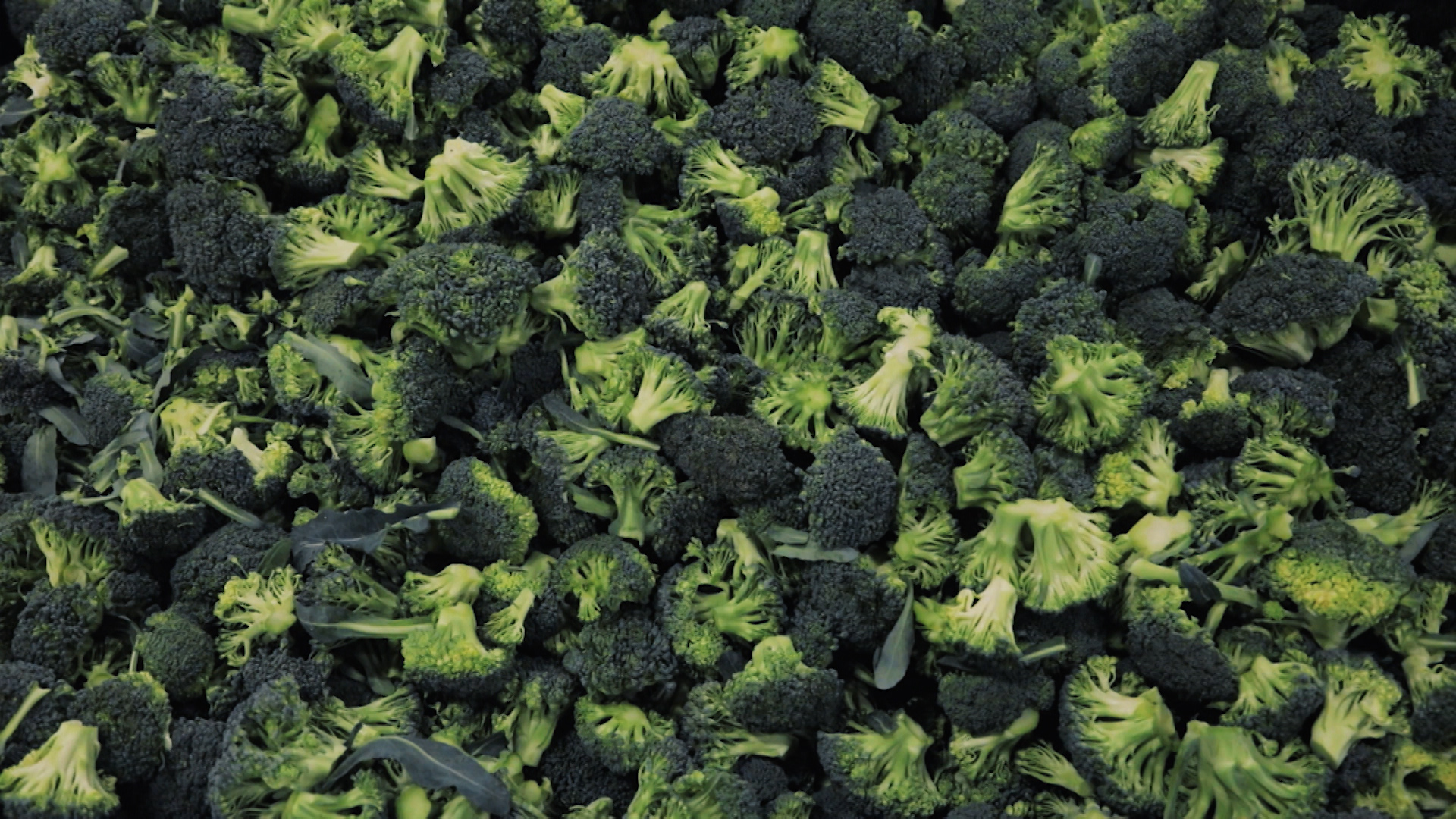 Brócoli en una industria transformadora