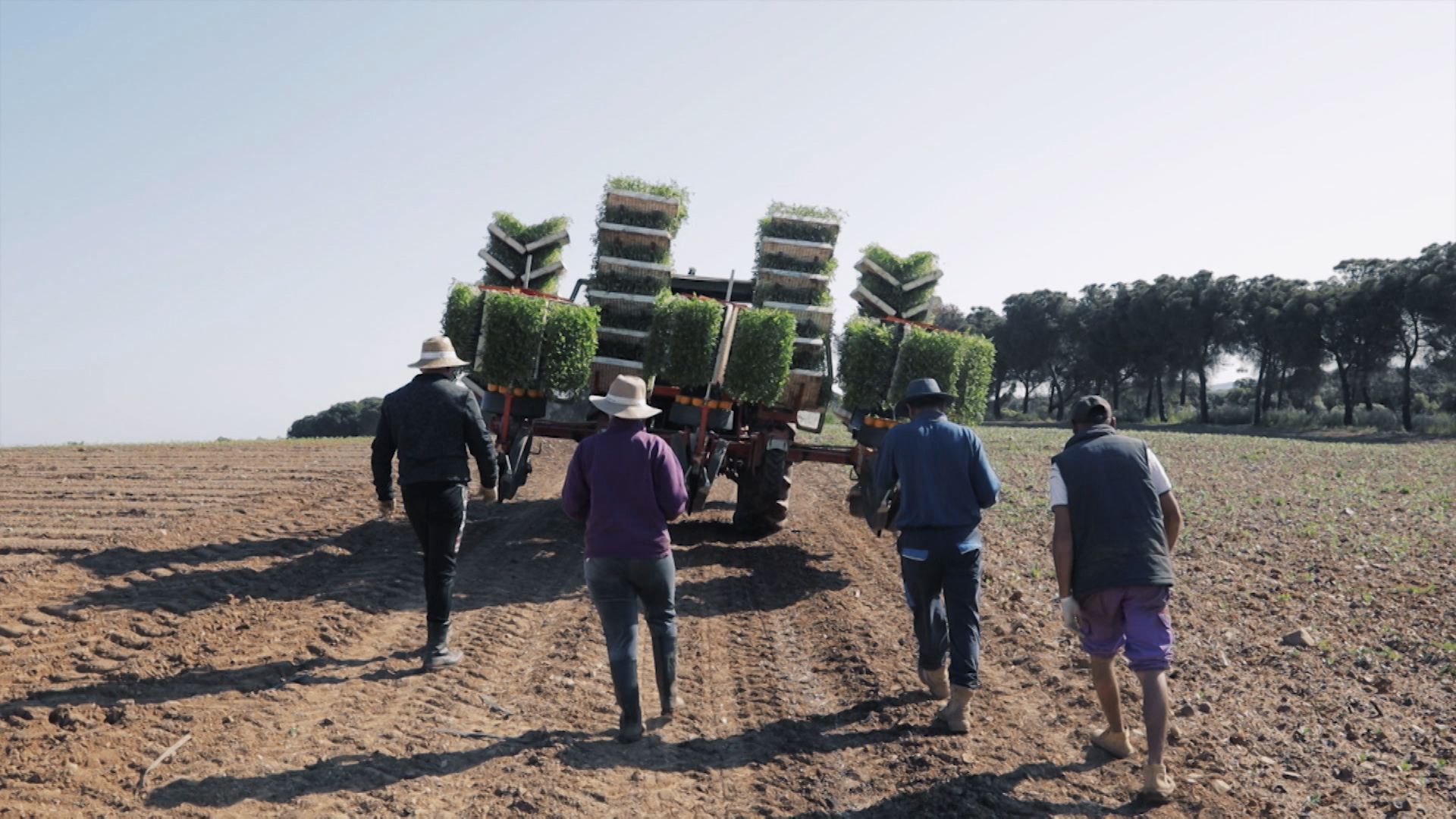Agricultores iniciando la siembra del tomate de industria