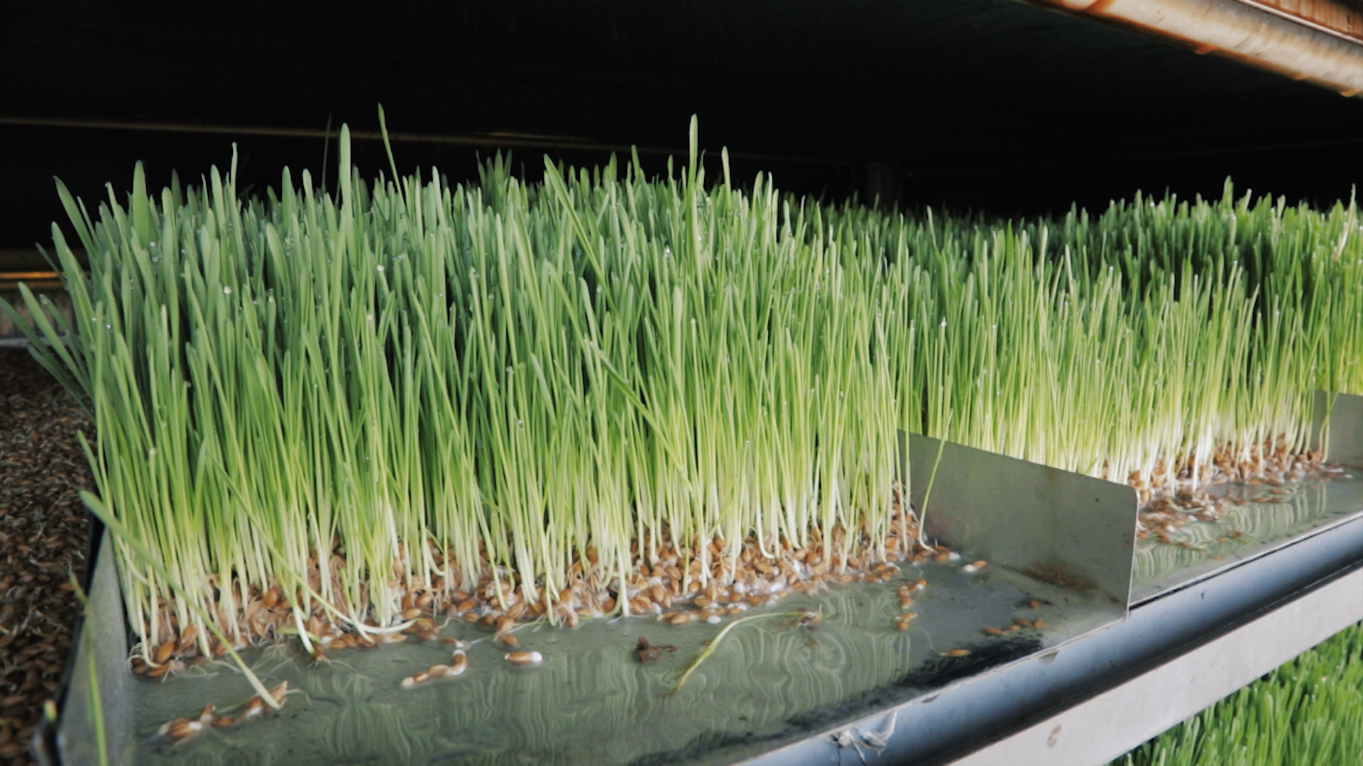 Cabinas para cultivo hidropónico