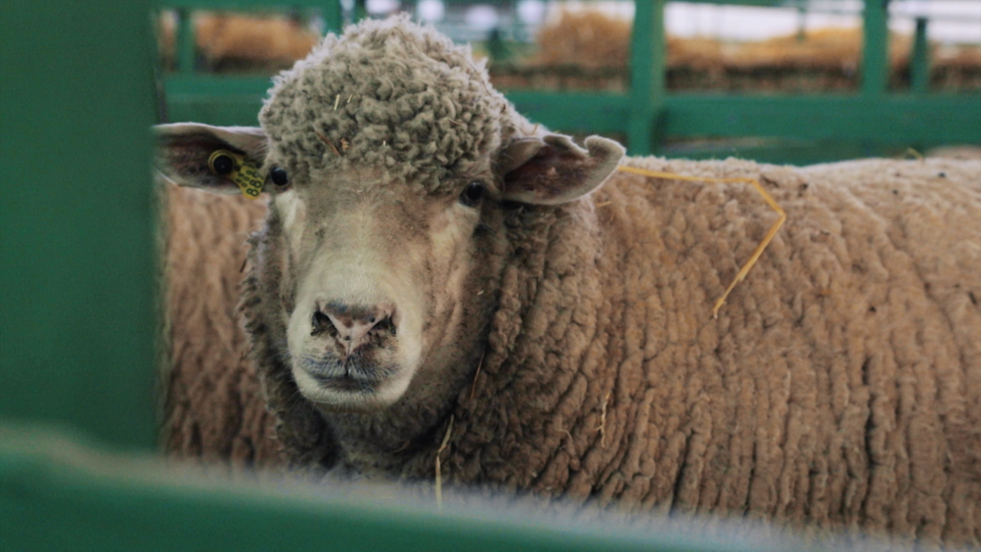 Ganado en la Feria de Primavera 