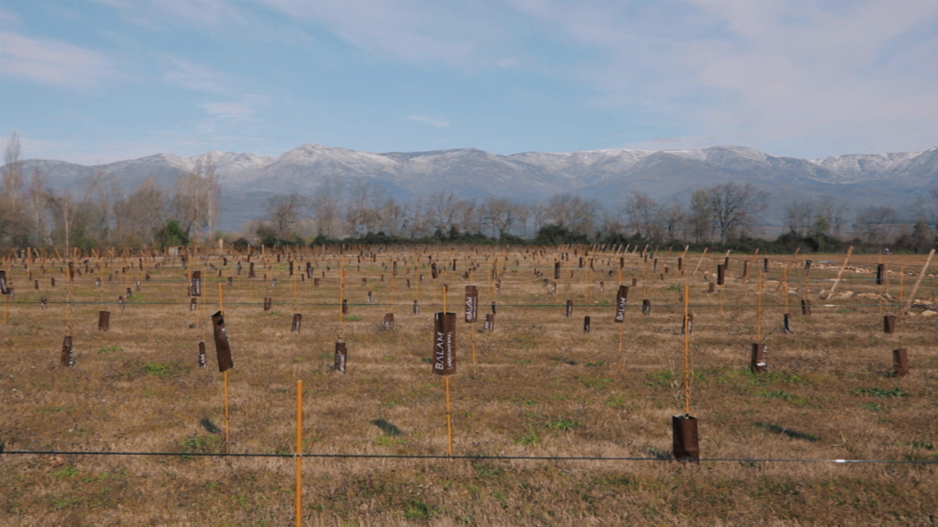 Plantones de olivos en una finca en La Vera Campo Arañuelo