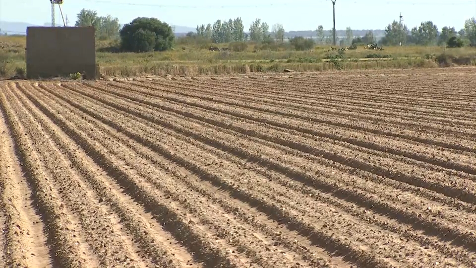 Campaña de tomate en Extremadura