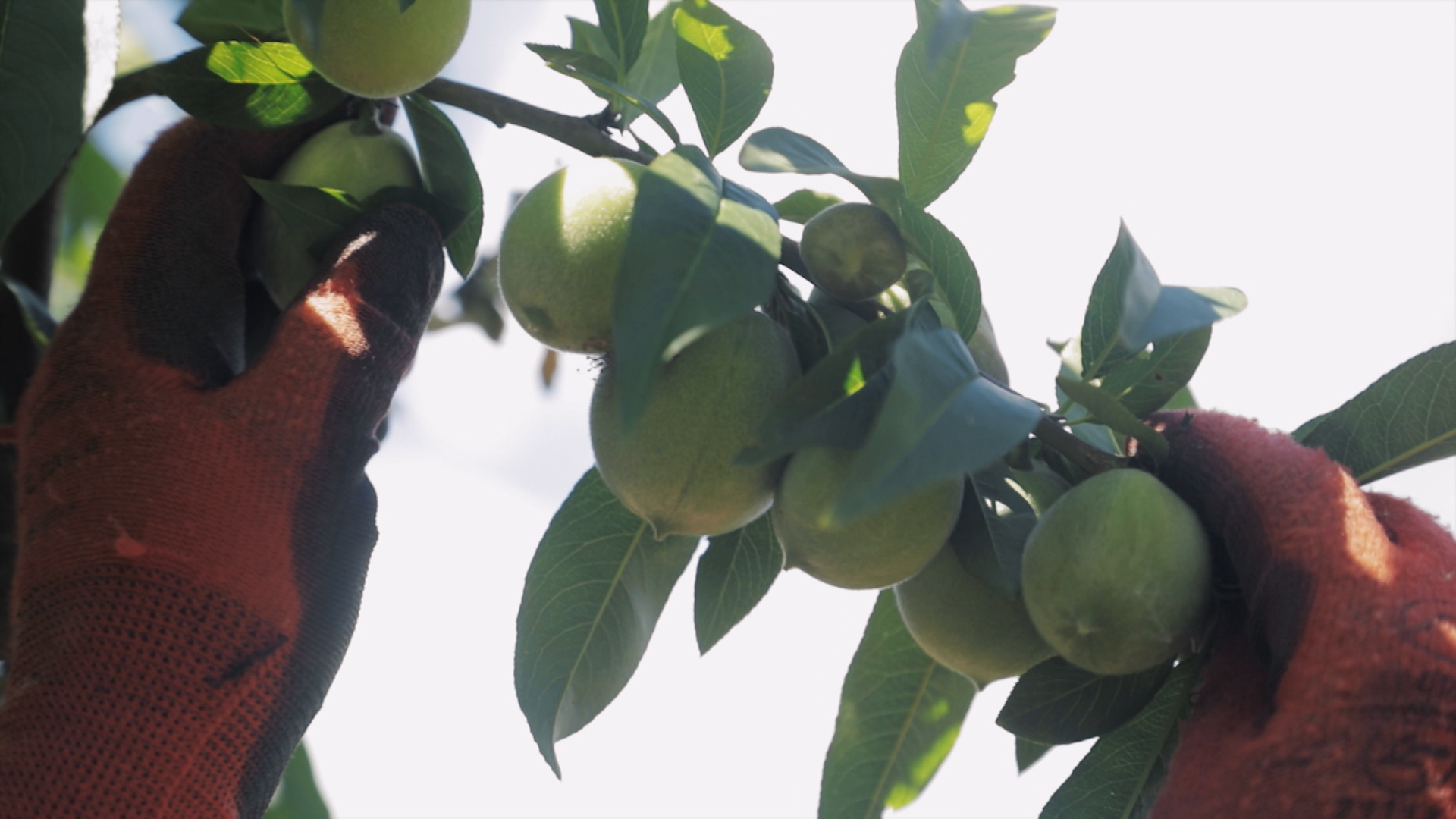 Agricultor entresacando un frutal