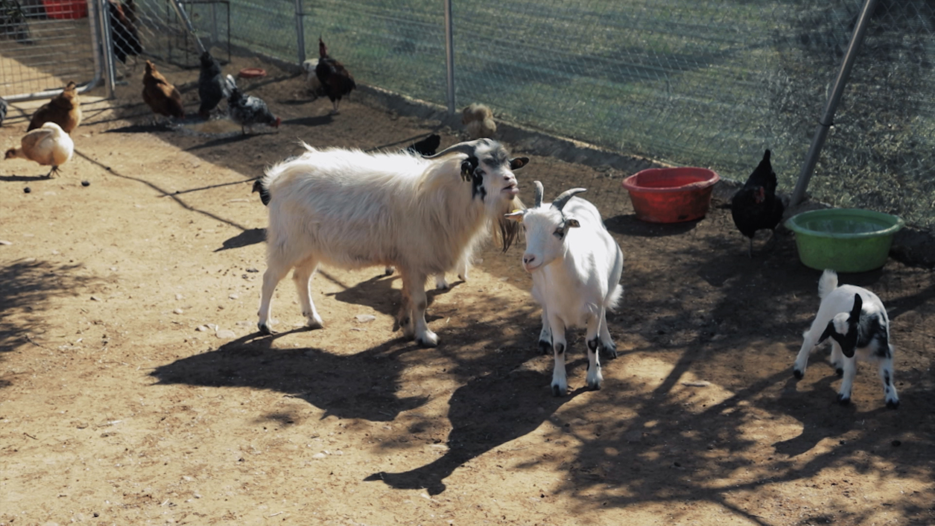Cabras y gallinas en una granja