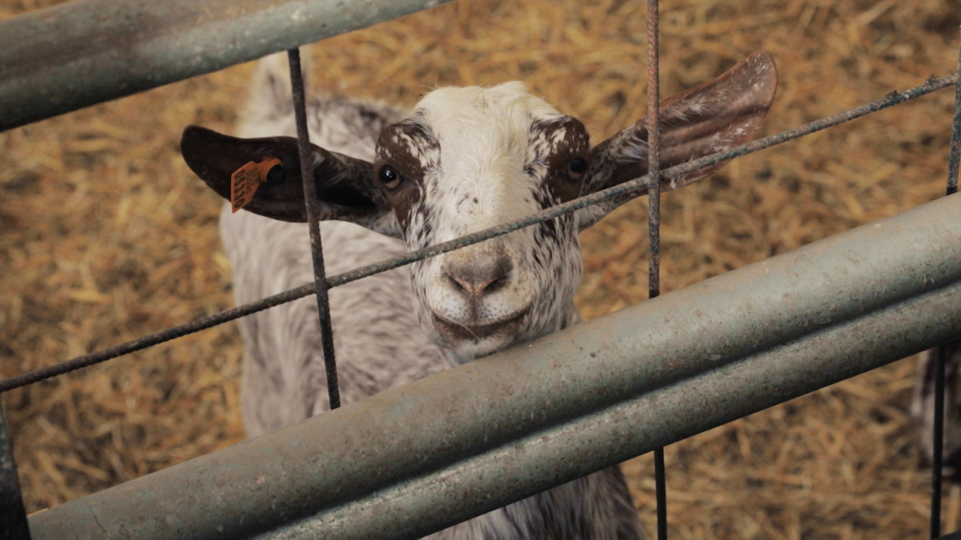Cabras en una explotación
