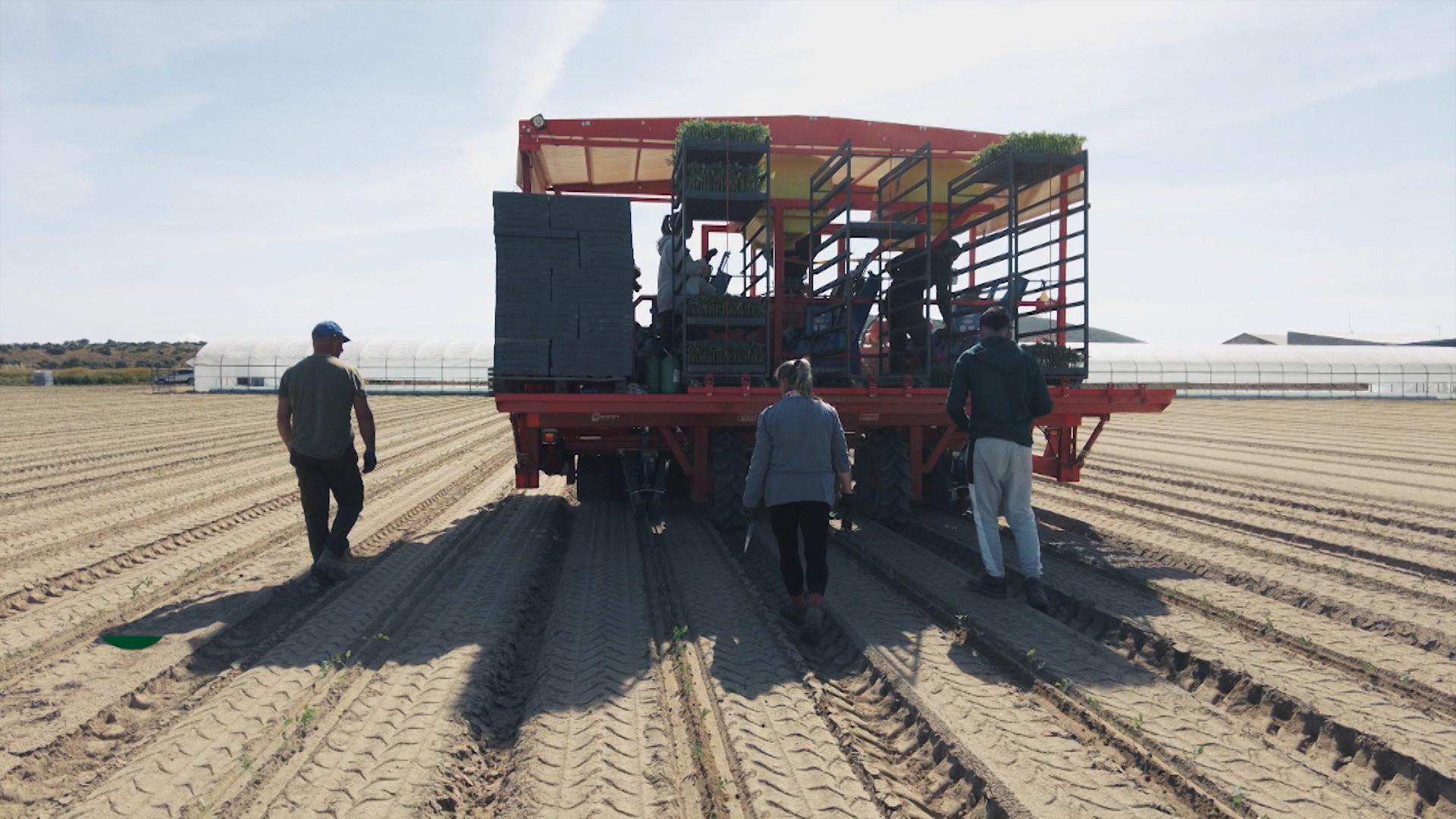Sembradora automática de tomate en el campo