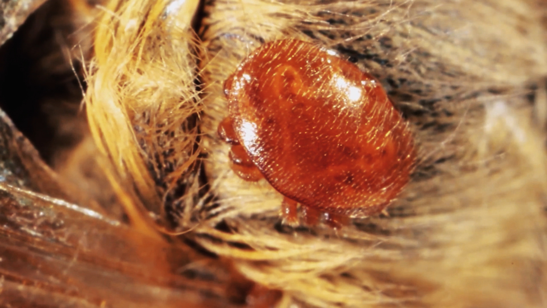 Ácaro de varroa