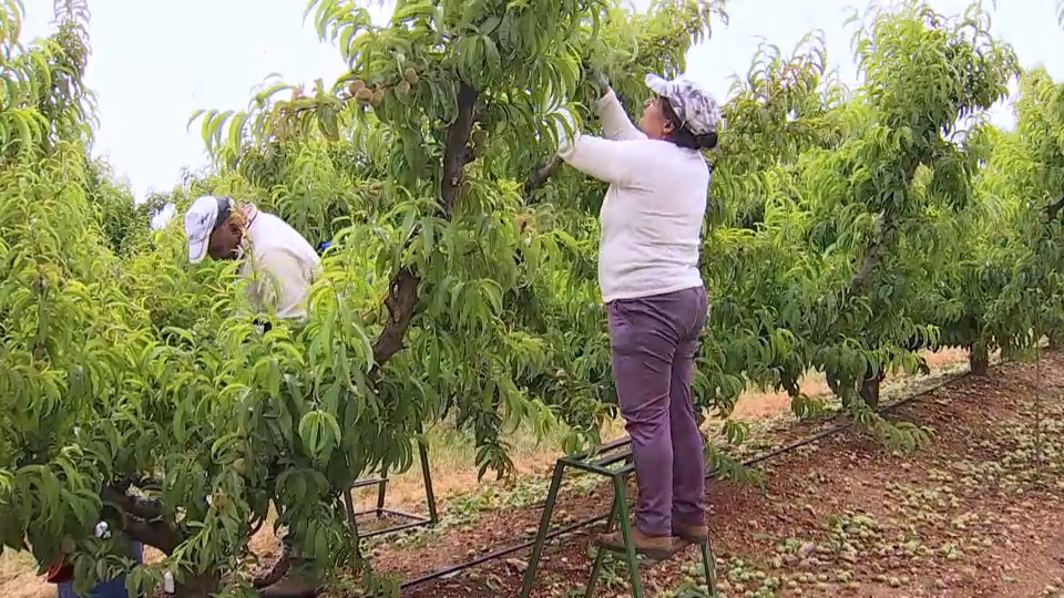Los trabajadores eventuales agrarios podrán acceder al subsidio del paro