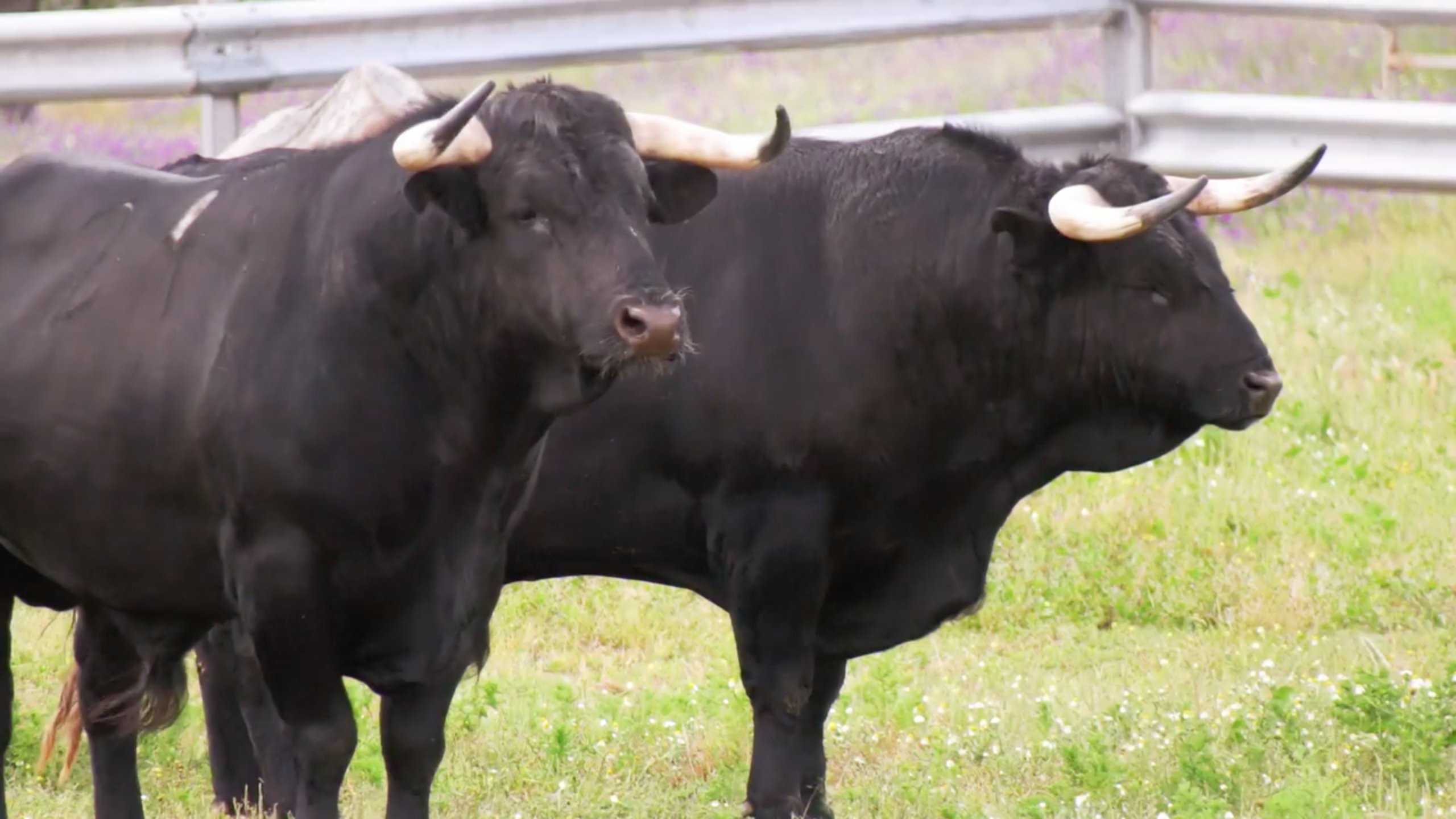 Rutas Campo Bravo, Táliga feria del toro y la dehesa, Turismo Taurino, Tierra de Toros, Juan Bazaga, CAnal Extremadura