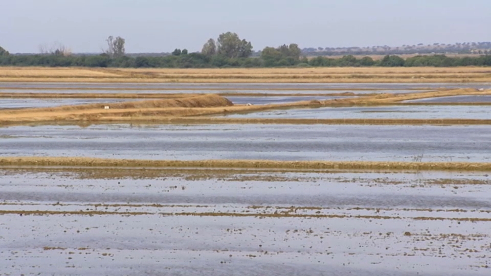 Campaña del arroz en Extremadura
