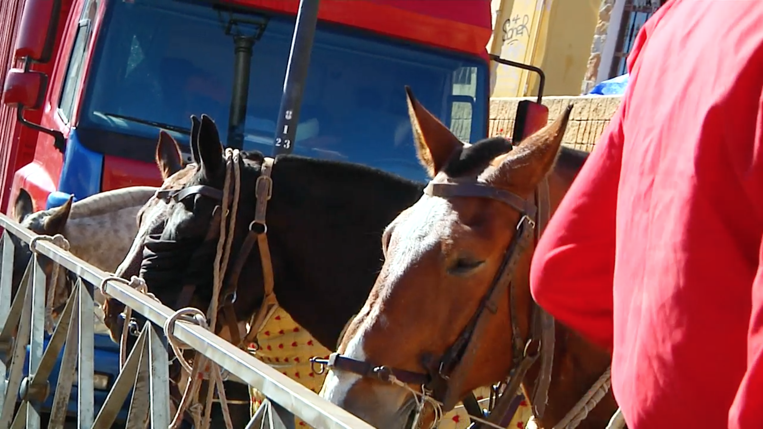 Cuadra de Caballos, Equigarce, Caballos de Picar, Suerte de Varas, Picador, Club 3 Puyazos, Tierra de Toros, Juan Bazaga, Canal Extremadura 