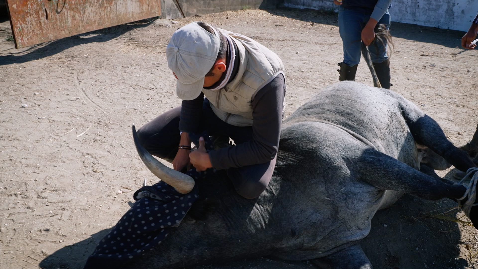 Victorino Martin, Ganaderia brava, Las Tiesas, Cura del toro, Juan Bazaga, Felix Majada, Saneamiento, Tierra de Toros, Canal EXtremadura
