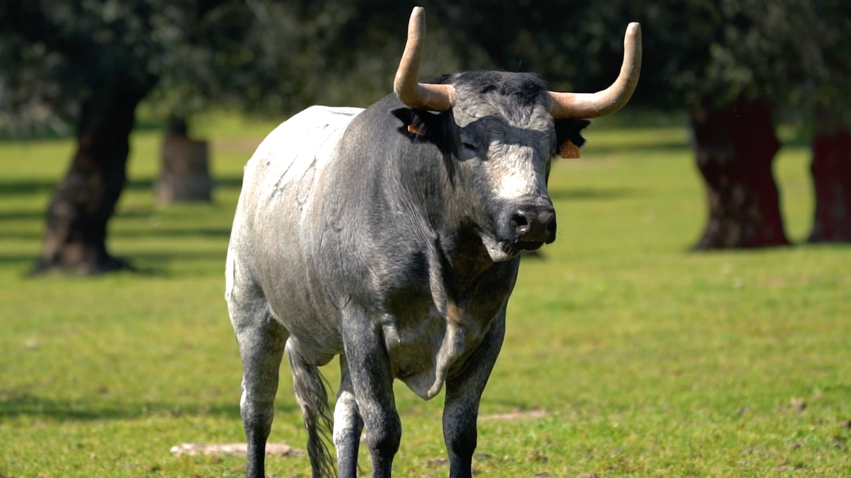 Toros Coria, San Juan, Sanjuanes, Jose Escolar, Monteviejo, Junta de Defensa, Tierra de Toros, Canal Extremadura, Juan Bazaga