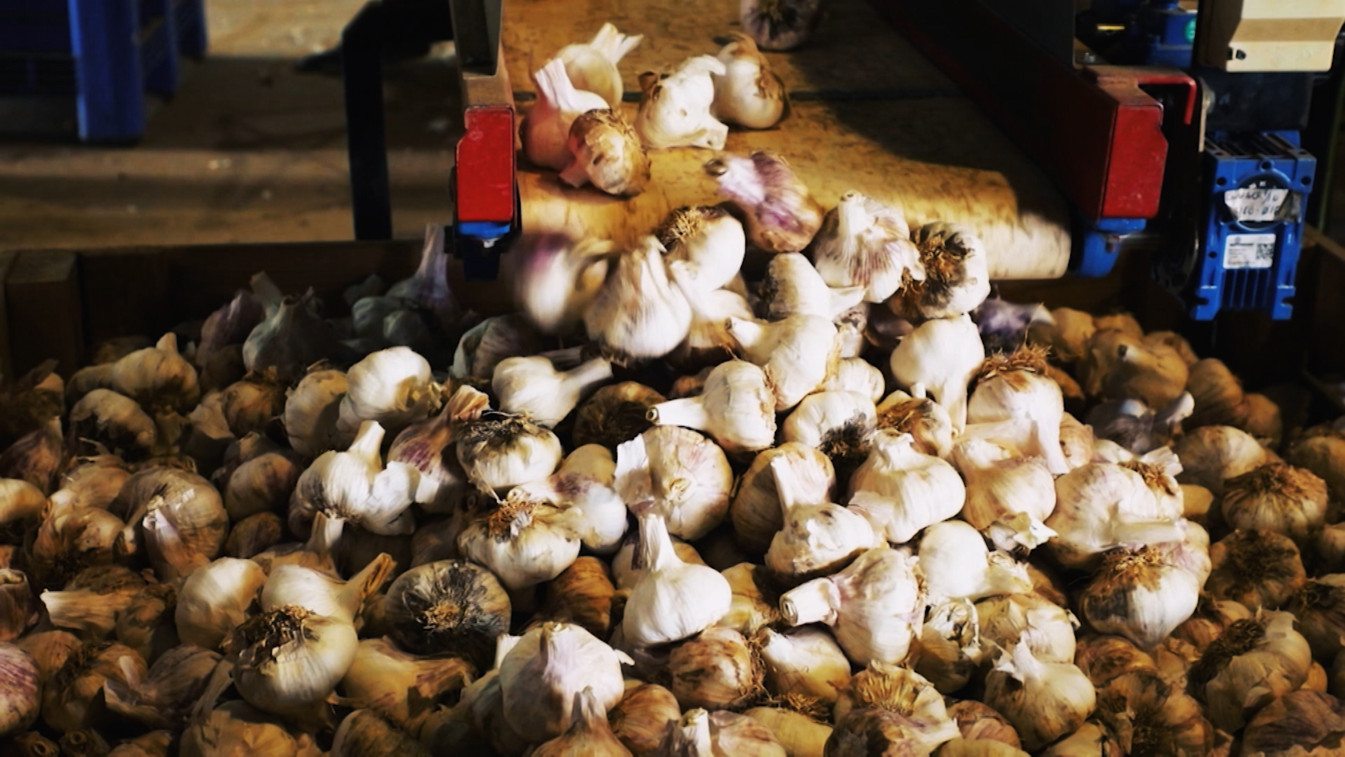 Ajos en una cinta transportadora