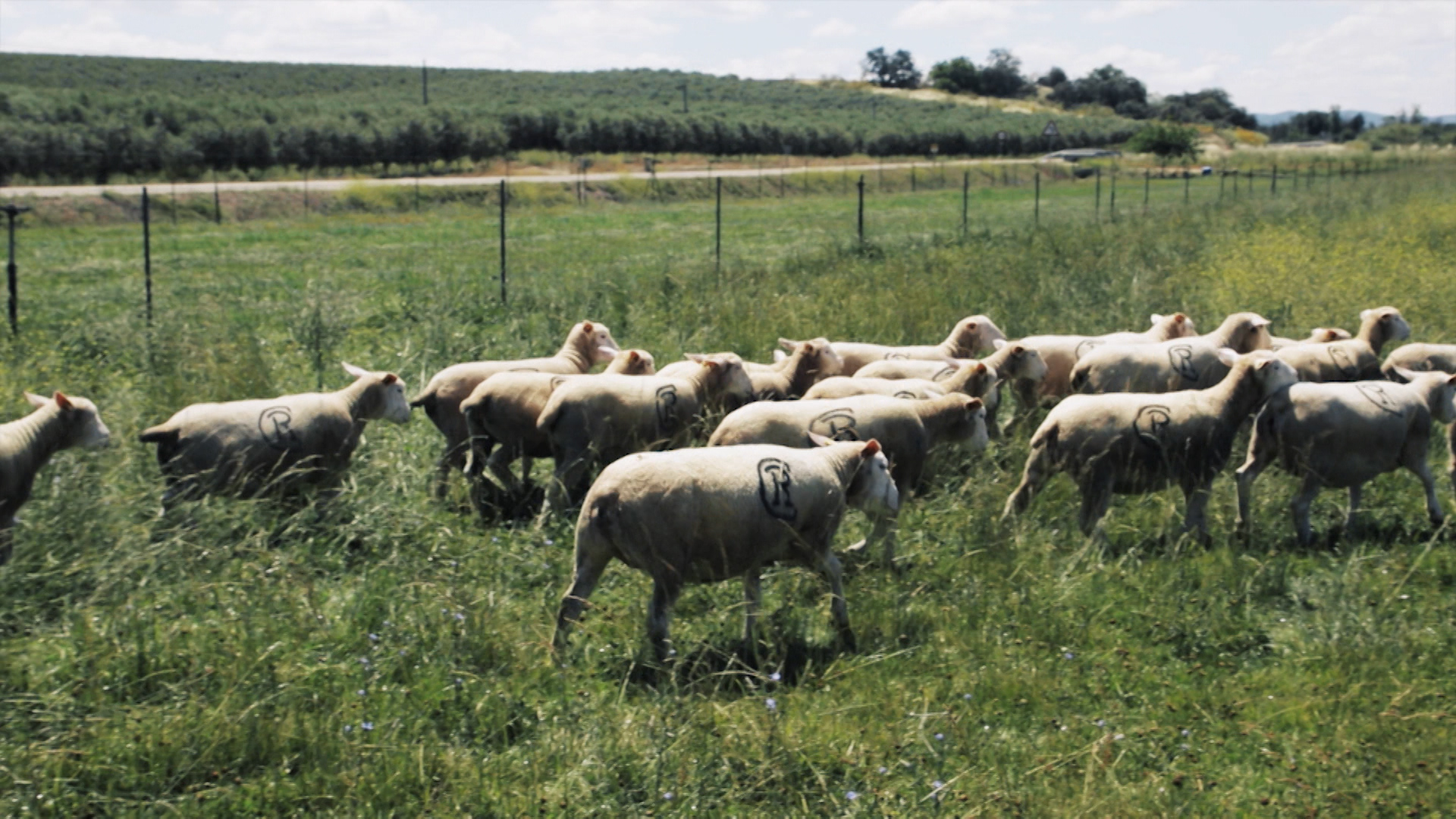 Ovejas en una finca con sistema de rotación de pastos