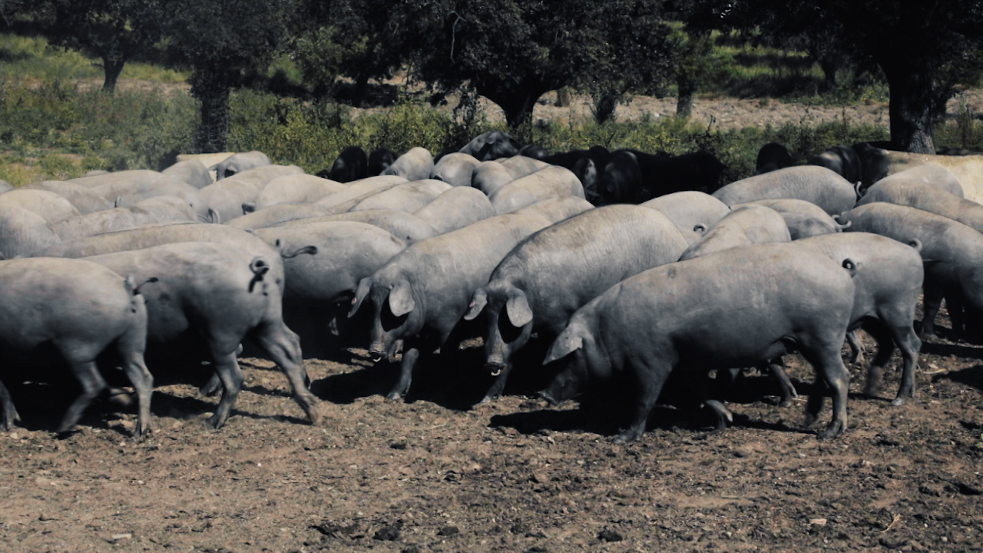 Primales para la próxima montanera