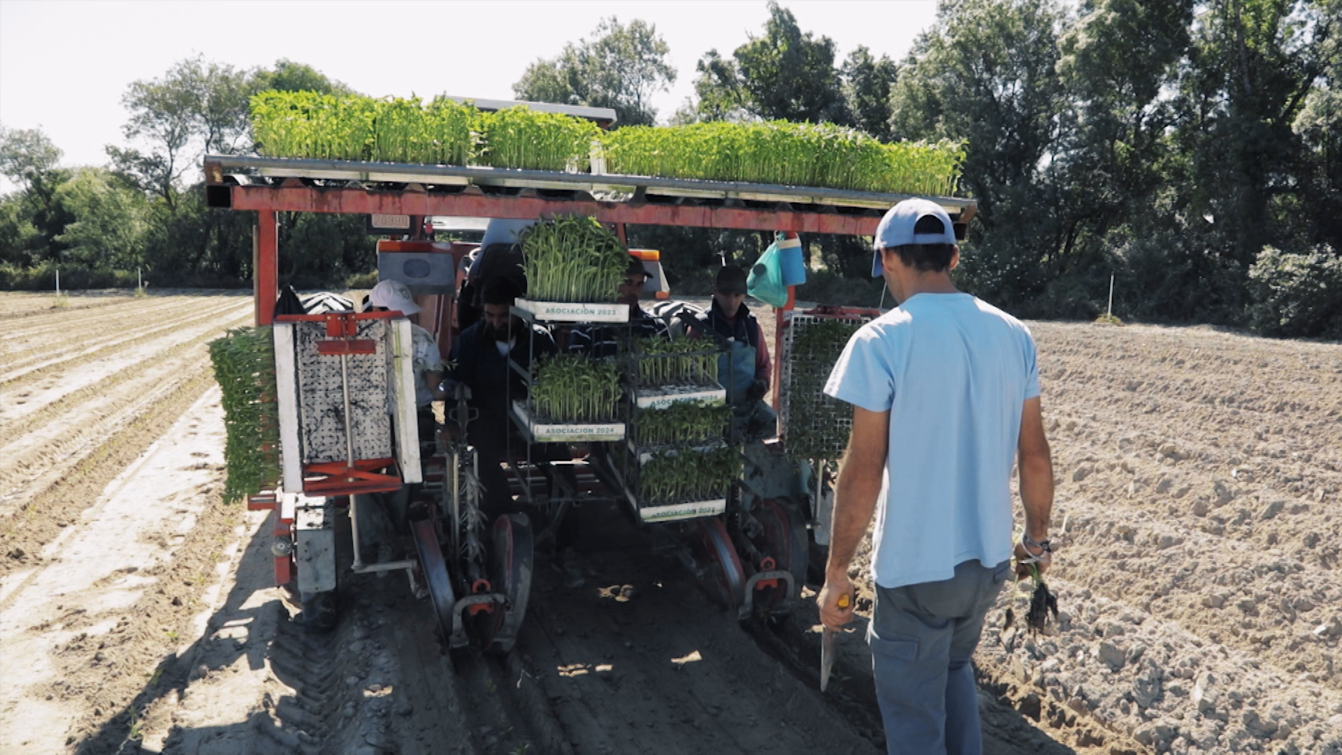 Máquina agrícola sembrando pimiento para pimentón